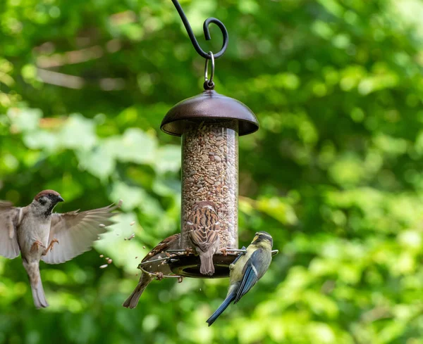 Yazın Bahçede Kuş Yemliğinin Tohumlarını Yiyen Kuşların Fotoğrafı — Stok fotoğraf