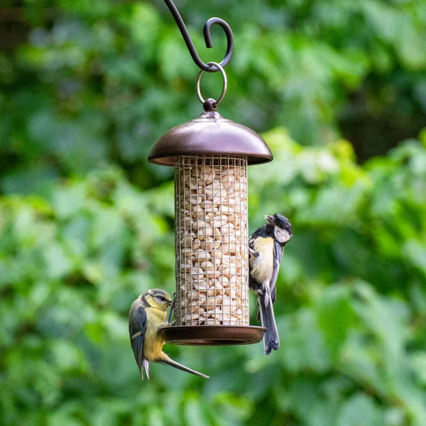 Photo of birds eating peanuts from a bird feeder in summer in the garden