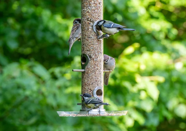 Foto Pássaros Comendo Sementes Alimentador Pássaros Verão Jardim Fotografia De Stock