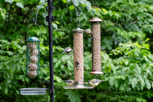 Photo of birds eating seeds from a bird feeder in summer in the garden