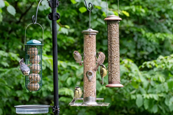 Photo of birds eating seeds from a bird feeder in summer in the garden