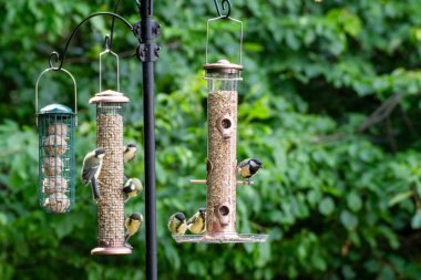 Yazın bahçede kuş yemliğinin tohumlarını yiyen kuşların fotoğrafı.