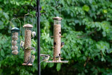 Yazın bahçede kuş yemliğinin tohumlarını yiyen kuşların fotoğrafı.