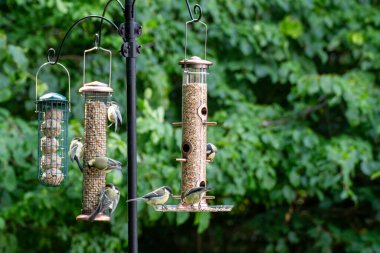 Yazın bahçede kuş yemliğinin tohumlarını yiyen kuşların fotoğrafı.