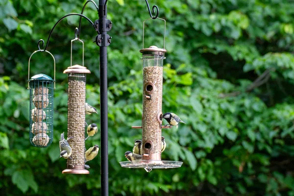 Foto Uccelli Che Mangiano Semi Alimentatore Uccelli Estate Nel Giardino — Foto Stock