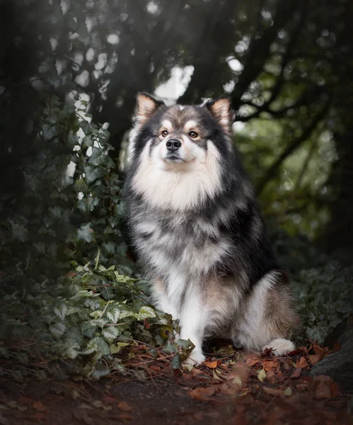 Πορτρέτο Του Φινλανδικού Σκύλου Lapphund Κάθεται Εξωτερικούς Χώρους Κατά Την — Φωτογραφία Αρχείου