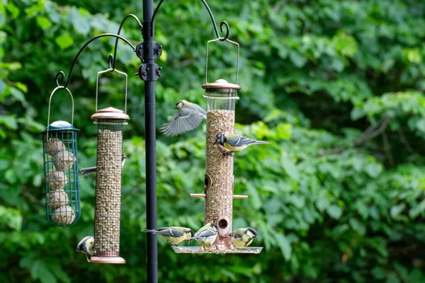 Photo Birds Eating Seeds Bird Feeder Summer Garden — Stock Photo, Image