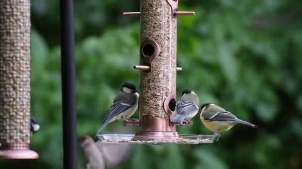 Wideo Ptakami Jedzącymi Nasiona Karmnika Lecie Ogrodzie — Wideo stockowe