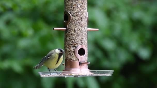Βίντεο Από Πουλιά Που Τρώνε Σπόρους Από Μια Ταΐστρα Πουλιών — Αρχείο Βίντεο