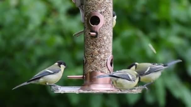 Video Ptáků Kteří Jedí Semena Ptačí Výživy Létě Zahradě — Stock video