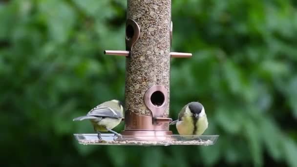 庭で夏に鳥の餌から種を食べる鳥のビデオ — ストック動画
