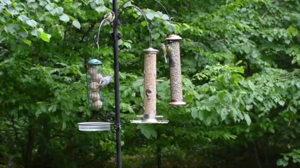 庭で夏に鳥の餌から種を食べる鳥のビデオ — ストック動画