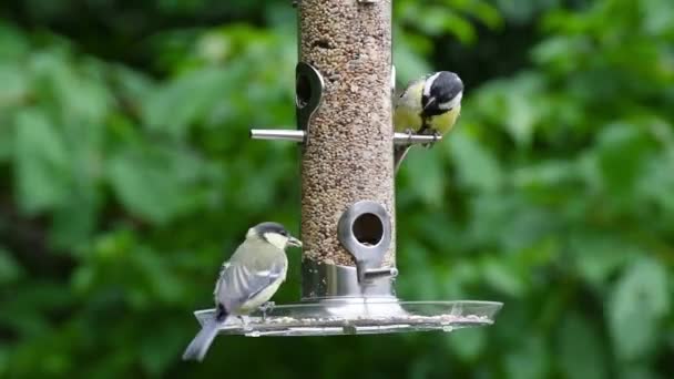 Vídeo Pássaros Comendo Sementes Alimentador Pássaros Verão Jardim — Vídeo de Stock
