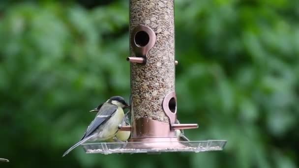 Vidéo Oiseaux Mangeant Des Graines Mangeur Oiseaux Été Dans Jardin — Video