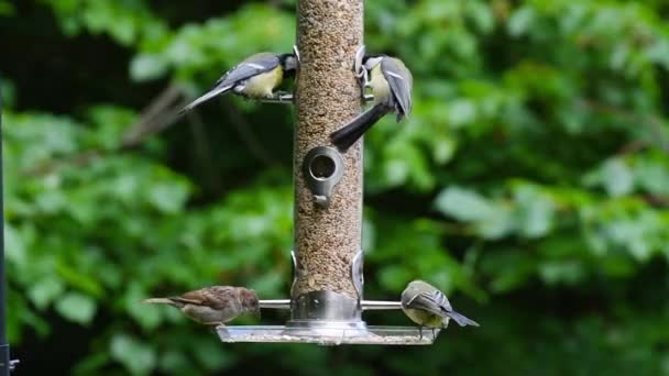Videoclipul Păsărilor Care Mănâncă Semințe Alimentator Păsări Timpul Verii Grădină — Videoclip de stoc
