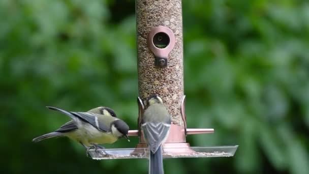 Yazın Bahçede Kuş Yemliğinden Tohum Yiyen Kuşların Videosu — Stok video