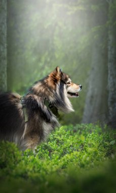Fin Lapphund köpeğinin açık havada ormanda portresi.
