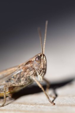 Yaklaş ya da çekirgenin makrosu