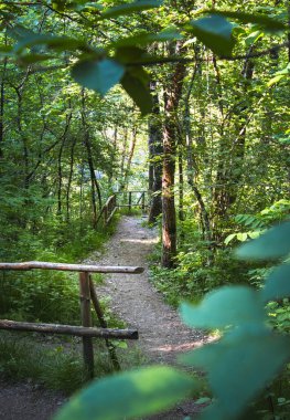 Ormandaki patikanın manzara fotoğrafı.
