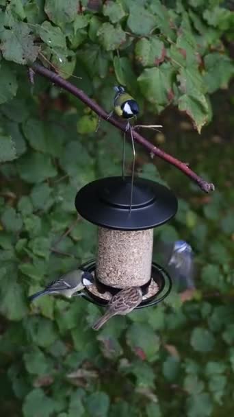 Vídeo Muitas Aves Comendo Alimentador Pássaros Jardim — Vídeo de Stock
