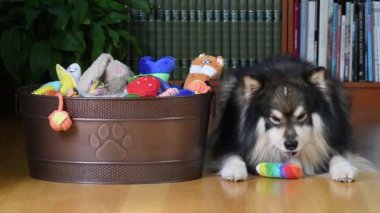 Oyuncak kutusunda oyuncaklarının tadını çıkaran bir Fin köpeği