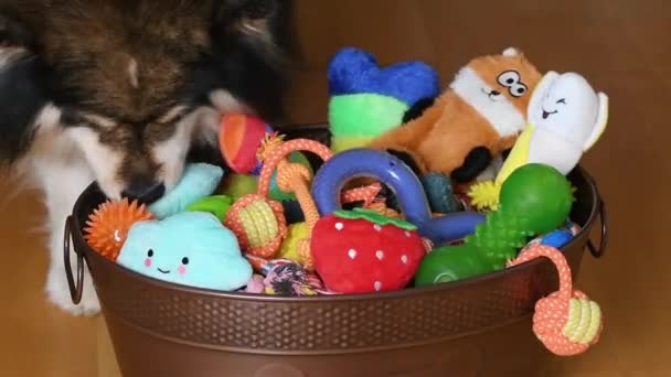 Фінська Собака Лапфунду Насолоджується Своїми Іграшками Іграшковому Бін Приміщенні — стокове відео