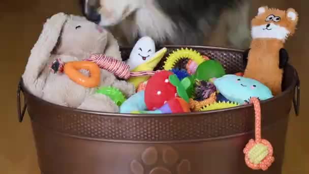 Perro Lapphund Finlandés Disfrutando Sus Juguetes Cubo Juguetes Interior — Vídeo de stock
