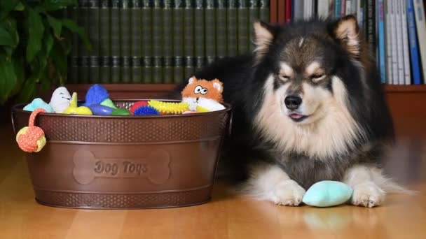 Fiński Pies Lapphund Cieszy Się Swoimi Zabawkami Koszu Zabawki Pomieszczeniach — Wideo stockowe