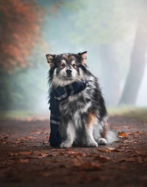 Sonbaharda açık havada eşarp takan Fin Lapphund köpeği portresi
