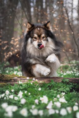 İlkbaharda ormanda ağaçtan atlayan Fin Lapphund köpeği portresi