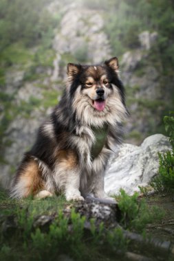 Doğada oturan Fin Lapphund köpeğinin portresi