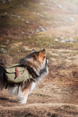 Sırt çantası takan ve yüzünü çeviren Fin Lapphund köpeği portresi