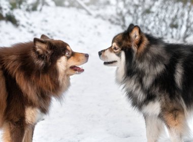 Birbirine bakan Fin Lapphund köpeklerinin yan portresi