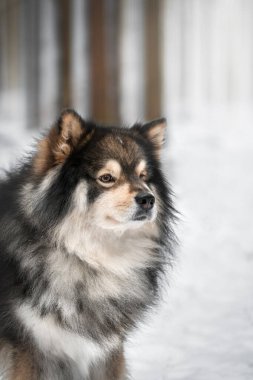 Kar ve kış mevsiminde açık havada Fin Lapphund köpeği portresi