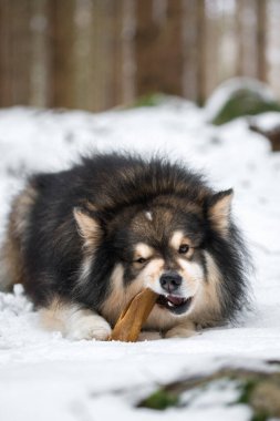 Fin Lapphund köpeğinin kar ve kış mevsimlerinde açık havada abur cubur yemesi portresi