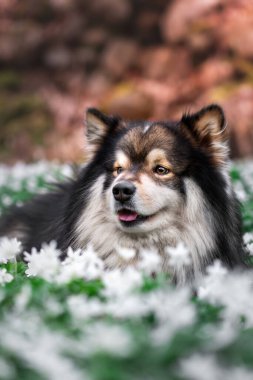 İlkbahar veya yaz aylarında çiçeklerin arasında mutlu Fince Lapphund köpeği portresi