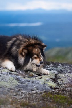 Fin Lapphund köpek portresi dağlarda atıştırmalık yiyor.