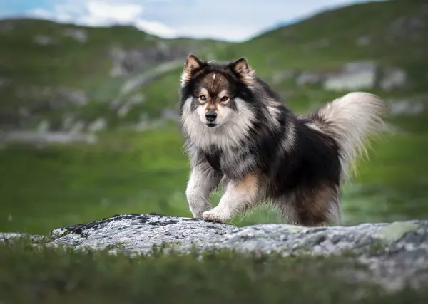 Bahar veya yaz aylarında koşan mutlu Fince Lapphund köpeğinin portresi