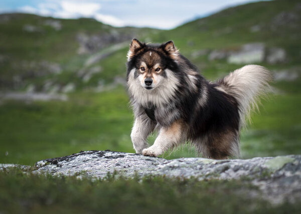Portrait of happy Finnish Lapphund dog running in spring or summer