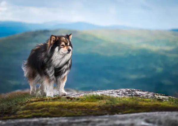 Bir dağın tepesinde duran Fin Lapphund köpeğinin portresi