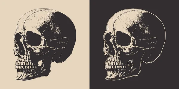 Antika Korkunç Kafatası Seti Amblem Logo Rozet Etiket Gibi Kullanılabilir — Stok Vektör