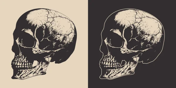 Set Vintage Retro Scary Anatomy Skull Can Used Emblem Logo — Wektor stockowy