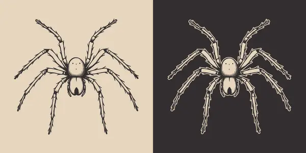 Vintage Retro Halloween Spindel Insekt Monokrom Grafisk Konst Vektor Handritat — Stock vektor