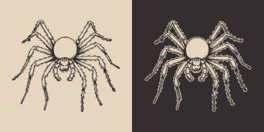 Klasik Cadılar Bayramı örümcek böceği. Monokrom Grafik Sanatı. Vektör. Oymacılıkta el çizimi ögesi