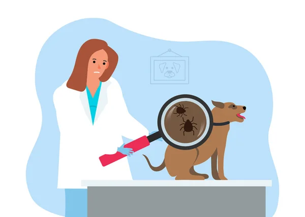 Dokter Hewan Wanita Dengan Kaca Pembesar Memeriksa Anjing Untuk Mite - Stok Vektor