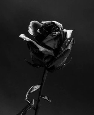 Siyah arka planda siyah bir gül. Kara gotik çiçek..