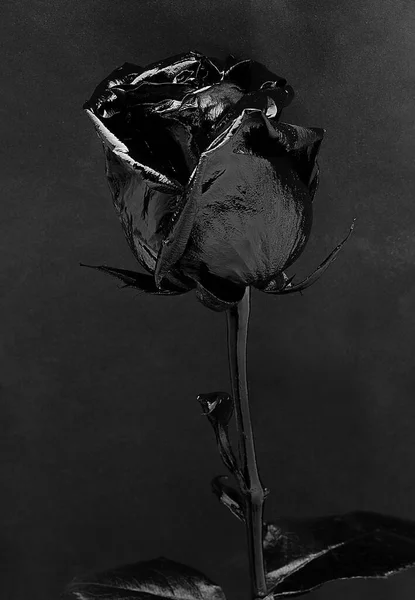 Gothic rose Stock Photos, Royalty Free Gothic rose Images | Depositphotos