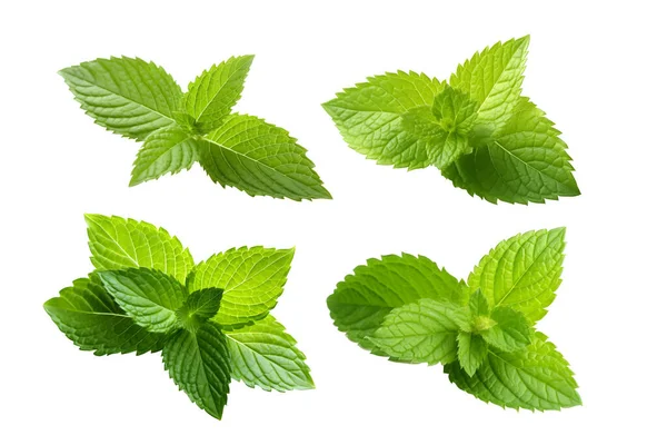 Fresh Paper Mint Leaf Isolated White Background — Stock Photo, Image