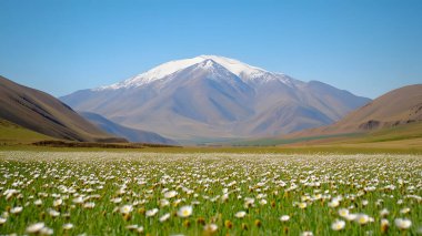 Uçsuz bucaksız papatya tarlasına bakan karla kaplı bir dağ sırasının nefes kesici manzarası..