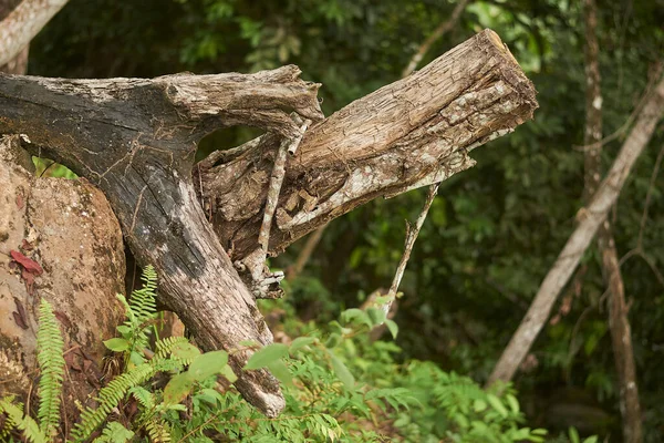 Träd Bål Struktur Bakgrund — Stockfoto